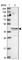 AlkB Homolog 1, Histone H2A Dioxygenase antibody, HPA044087, Atlas Antibodies, Western Blot image 