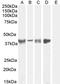 Mannose-binding lectin antibody, 45-869, ProSci, Western Blot image 