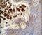 Collagen Type XIX Alpha 1 Chain antibody, PA5-23977, Invitrogen Antibodies, Immunohistochemistry frozen image 