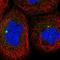 PP2CE antibody, NBP1-83534, Novus Biologicals, Immunofluorescence image 