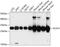 Enoyl-CoA Hydratase, Short Chain 1 antibody, GTX64546, GeneTex, Western Blot image 