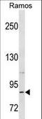 Relaxin receptor 2 antibody, LS-C158910, Lifespan Biosciences, Western Blot image 