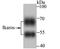 IKAROS Family Zinc Finger 1 antibody, NBP2-75536, Novus Biologicals, Western Blot image 