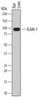 Intercellular Adhesion Molecule 1 antibody, AF583, R&D Systems, Western Blot image 