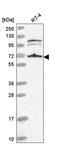 Serine/threonine-protein kinase A-Raf antibody, HPA046188, Atlas Antibodies, Western Blot image 