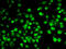 QKI, KH Domain Containing RNA Binding antibody, 22-654, ProSci, Immunofluorescence image 