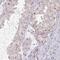 Zinc finger protein DZIP1 antibody, PA5-63424, Invitrogen Antibodies, Immunohistochemistry frozen image 