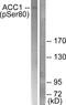 Acetyl-CoA Carboxylase Alpha antibody, PA5-38107, Invitrogen Antibodies, Western Blot image 