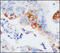 GST 3-3 antibody, 251861, Abbiotec, Immunohistochemistry paraffin image 