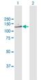 RAN Binding Protein 6 antibody, H00026953-B01P, Novus Biologicals, Western Blot image 