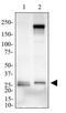 Lymphocyte Antigen 96 antibody, NB100-56655, Novus Biologicals, Western Blot image 