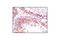 Piwi Like RNA-Mediated Gene Silencing 2 antibody, 2071S, Cell Signaling Technology, Immunohistochemistry paraffin image 