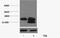 Histone Cluster 4 H4 antibody, A68356-100, Epigentek, Western Blot image 