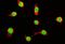 Tubulin Alpha 1a antibody, M03989-3, Boster Biological Technology, Immunofluorescence image 