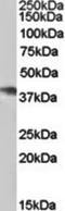 Neutrophil Cytosolic Factor 4 antibody, orb88990, Biorbyt, Western Blot image 