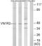 Vomeronasal 1 Receptor 2 antibody, LS-C120971, Lifespan Biosciences, Western Blot image 