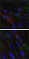RAB5A, Member RAS Oncogene Family antibody, PA5-29022, Invitrogen Antibodies, Immunofluorescence image 