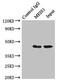 Meis Homeobox 1 antibody, LS-C678638, Lifespan Biosciences, Immunoprecipitation image 