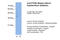 Protein Tyrosine Phosphatase Non-Receptor Type 2 antibody, 30-061, ProSci, Enzyme Linked Immunosorbent Assay image 