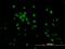 Kruppel Like Factor 11 antibody, H00008462-M03, Novus Biologicals, Immunofluorescence image 