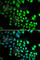 RB Binding Protein 5, Histone Lysine Methyltransferase Complex Subunit antibody, A6965, ABclonal Technology, Immunofluorescence image 
