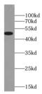 Glycine Receptor Alpha 2 antibody, FNab03487, FineTest, Western Blot image 