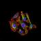 Cytochrome P450 Family 3 Subfamily A Member 4 antibody, NBP2-37502, Novus Biologicals, Immunocytochemistry image 