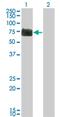 Reticulon 2 antibody, MA5-19876, Invitrogen Antibodies, Western Blot image 