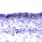 Fibroblast Growth Factor Receptor 4 antibody, BAF2265, R&D Systems, Western Blot image 