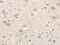 Solute Carrier Family 16 Member 11 antibody, CSB-PA808680, Cusabio, Immunohistochemistry paraffin image 