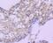 Heat Shock Protein Family H (Hsp110) Member 1 antibody, NBP2-67822, Novus Biologicals, Immunohistochemistry paraffin image 