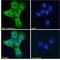 Caveolin 1 antibody, LS-B192, Lifespan Biosciences, Immunofluorescence image 