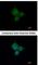 ATPase H+ Transporting V1 Subunit A antibody, NBP1-33021, Novus Biologicals, Immunofluorescence image 