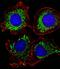 Adenylate Kinase 4 antibody, PA5-49333, Invitrogen Antibodies, Immunofluorescence image 