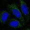 PBX Homeobox 4 antibody, NBP2-76550, Novus Biologicals, Immunofluorescence image 