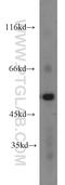 Dynactin Subunit 2 antibody, 10032-1-AP, Proteintech Group, Western Blot image 