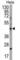 Chitinase Domain Containing 1 antibody, abx029311, Abbexa, Western Blot image 