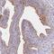 Chromosome 1 Open Reading Frame 189 antibody, HPA045779, Atlas Antibodies, Immunohistochemistry frozen image 