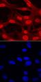 Aristaless Related Homeobox antibody, AF7068, R&D Systems, Immunocytochemistry image 
