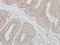 Coagulation factor IX antibody, LS-C186325, Lifespan Biosciences, Immunohistochemistry paraffin image 