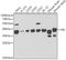 Fibrillarin antibody, GTX32604, GeneTex, Western Blot image 