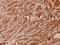 ATP synthase subunit e, mitochondrial antibody, A32370, Boster Biological Technology, Immunohistochemistry frozen image 