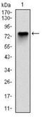 Minichromosome Maintenance Complex Component 2 antibody, NBP2-37544, Novus Biologicals, Western Blot image 