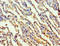 Transaldolase 1 antibody, LS-C212342, Lifespan Biosciences, Immunohistochemistry paraffin image 