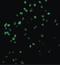 Caspase 4 antibody, LS-B3793, Lifespan Biosciences, Immunofluorescence image 