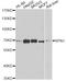 Ribophorin I antibody, A6726, ABclonal Technology, Western Blot image 