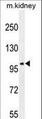 Glutamate Ionotropic Receptor AMPA Type Subunit 4 antibody, LS-C166669, Lifespan Biosciences, Western Blot image 