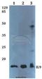 Interleukin 9 antibody, A02925-2, Boster Biological Technology, Western Blot image 