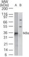 NFKB Inhibitor Alpha antibody, PA1-41609, Invitrogen Antibodies, Western Blot image 