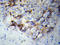 Neurofilament Light antibody, LS-C192234, Lifespan Biosciences, Immunohistochemistry frozen image 